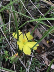 Hibbertia puberula
