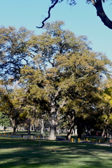 Quercus lobata