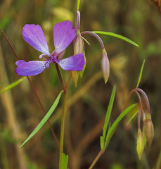 Clarkia modesta