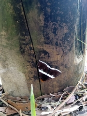 Buzara frontinus