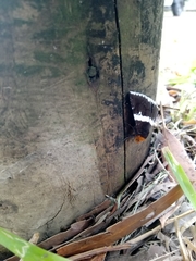 Buzara frontinus