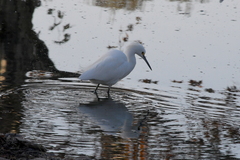 Egretta thula