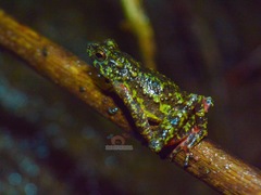 Leptophryne javanica