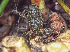 Leptophryne javanica