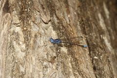 Argia gaumeri