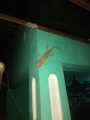 Gekko gecko