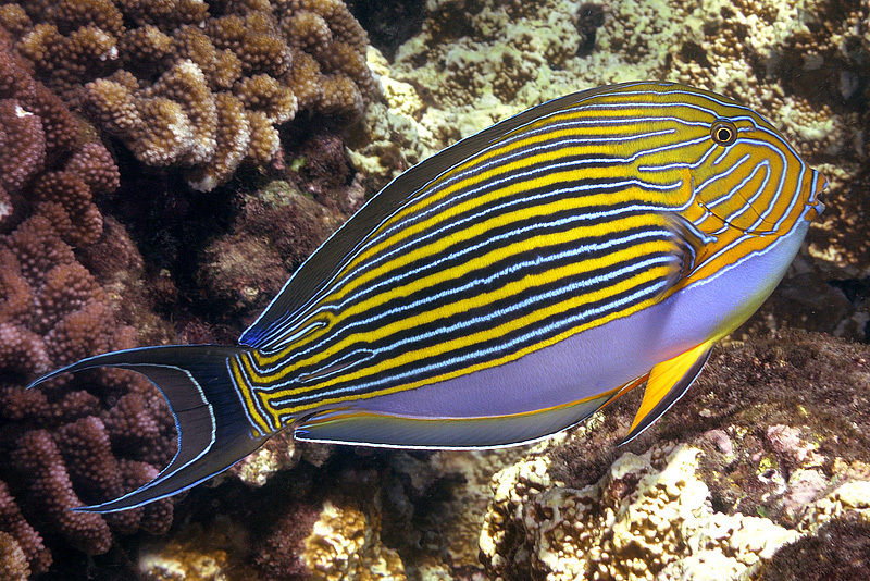 Lined Surgeonfish