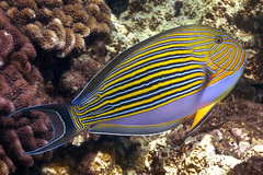 Lined Surgeonfish photo 4