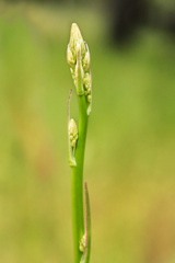 Chlorogalum pomeridianum