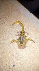 Centruroides infamatus