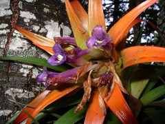 Tillandsia lautneri
