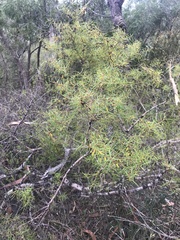 Persoonia nutans