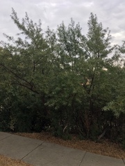 Hippophae
