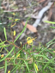 Persoonia nutans