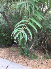 Hippophae