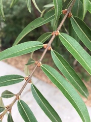 Hippophae