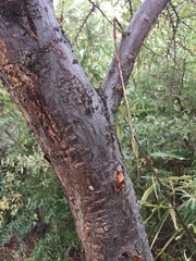 Hippophae