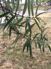 Hippophae