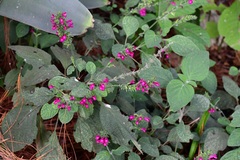Salvia chiapensis