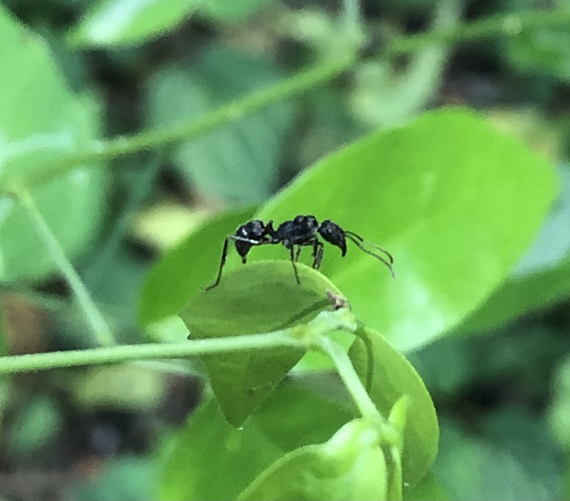 Ectatomma ruidum