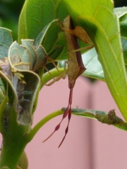 Chondrocera laticornis