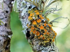 Teloschistes sieberianus