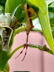 Chondrocera laticornis