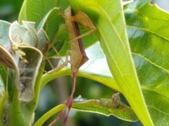Chondrocera laticornis