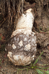 Agaricus deserticola