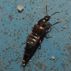 Oxypoda opaca