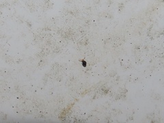 Sminthurinus minutus