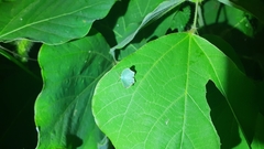 Comostola subtiliaria