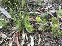 Melichrus procumbens