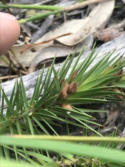 Melichrus procumbens