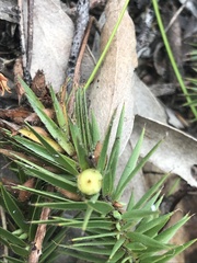Melichrus procumbens