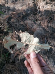 Druon quercuslanigerum