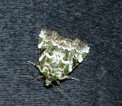 Chytonix