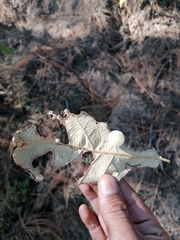 Druon quercuslanigerum