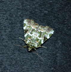 Chytonix