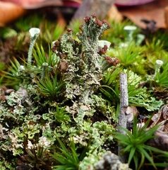 Cladonia cariosa