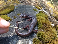 Pseudoeurycea melanomolga