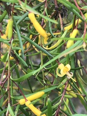 Persoonia nutans