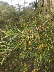 Persoonia nutans