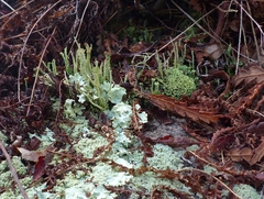 Cladonia rei