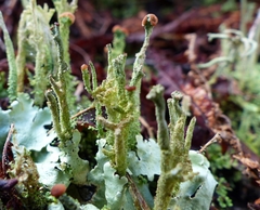 Cladonia rei
