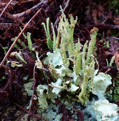Cladonia rei