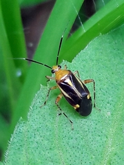 Horciasinus signoreti