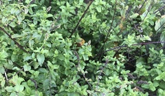 Mentha longifolia polyadena