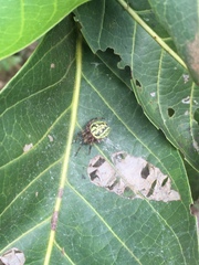Araneus guttatus