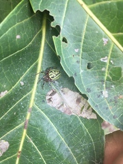 Araneus guttatus